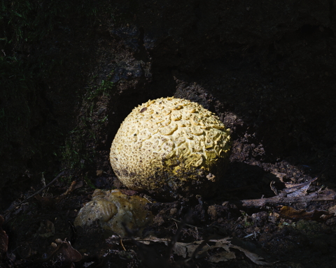 Common Earthball