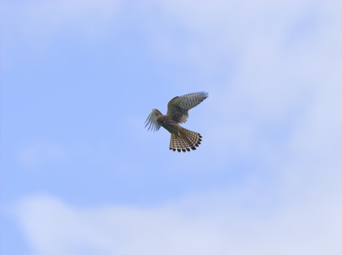 Kestrel