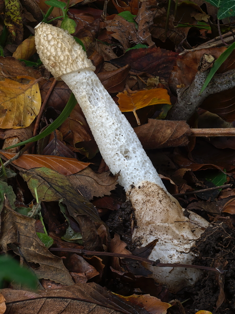 Stinkhorn