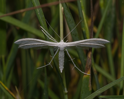 White Plume Moth