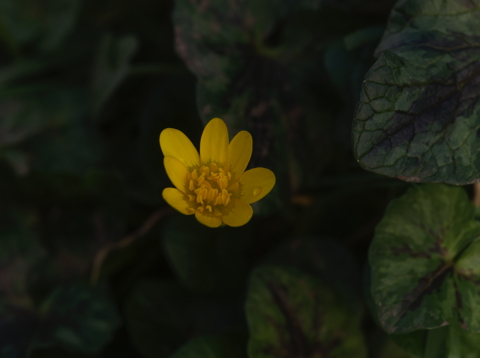 Buttercup plant