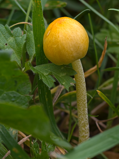 Yellow Fieldcap