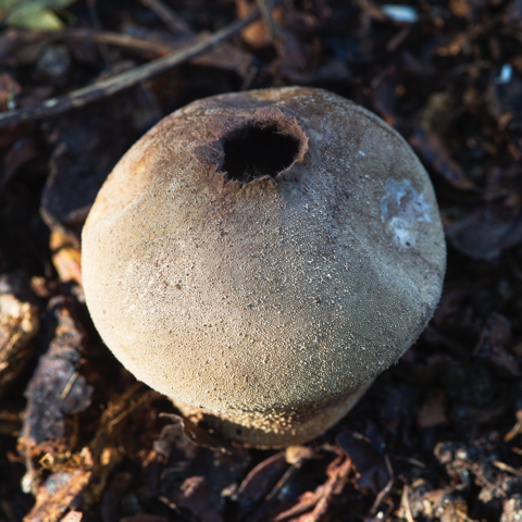 Pestle Puffball