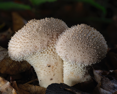 Common Puffball
