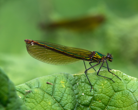 Beautiful Demoiselle