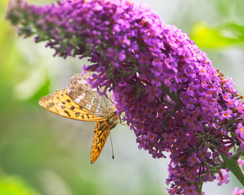 Silver washed Fritillary