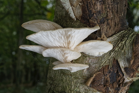 Veiled Oyster