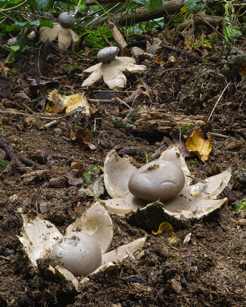 Sessile Earthstar