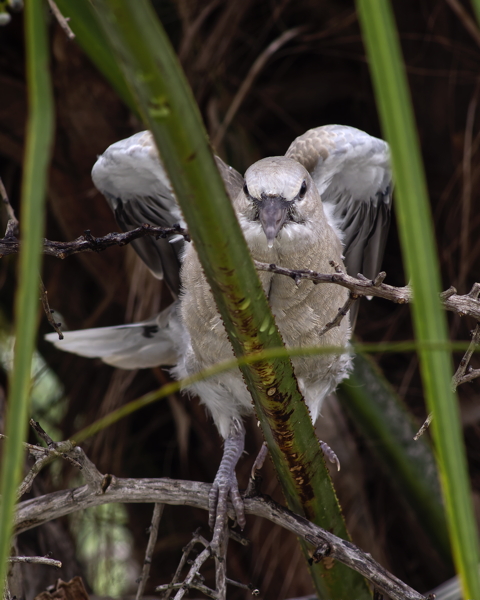 Fledgling Collared Dove
