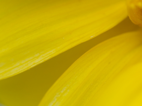 Sunflower Petals