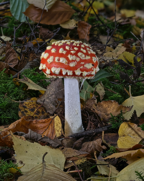 Fly Agaric