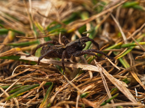 Grass Spider Family