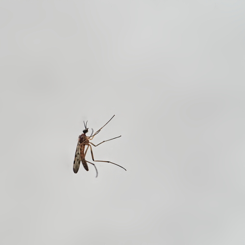 Mosquito