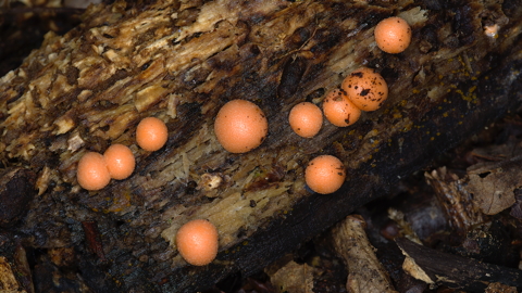 Beech Woodwart