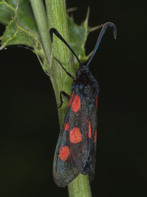 Five Spot Burnet