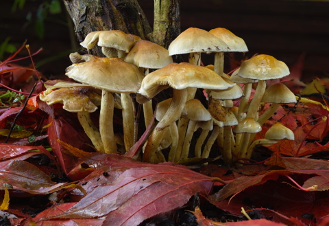 Sulphur Tuft