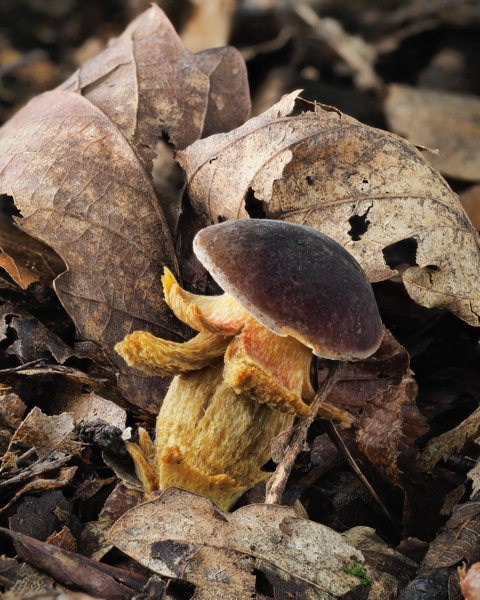 Hortiboletus Engelii