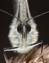Marbled White Face on