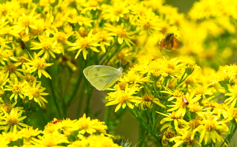 Ragwort Tea Party