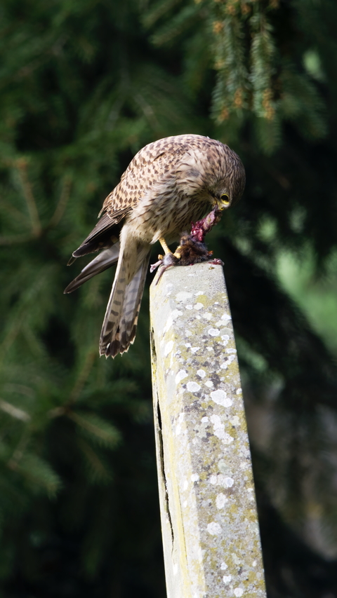 A kestrel sitting on a gravestone ripping a small mammal apart to eat.