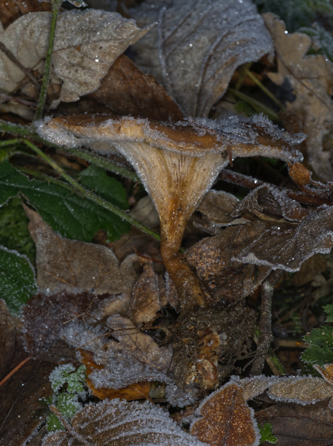 Tawny Funnel