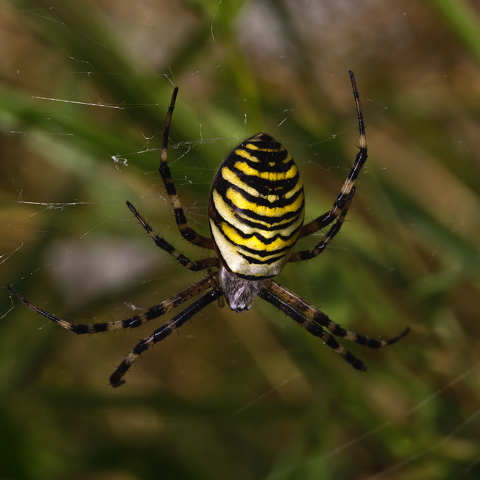 Wasp Spider