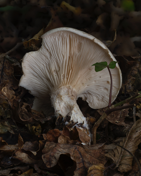 Wood Blewit