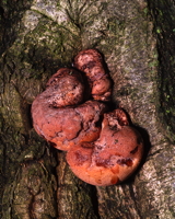 Oak Polypore