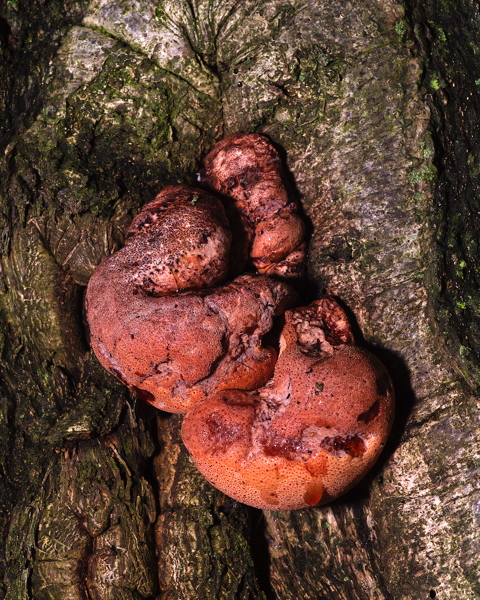 Oak Polypore