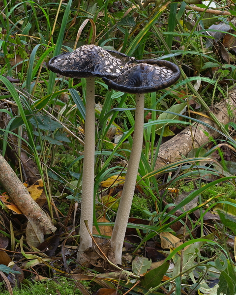 Magpie Inkcap