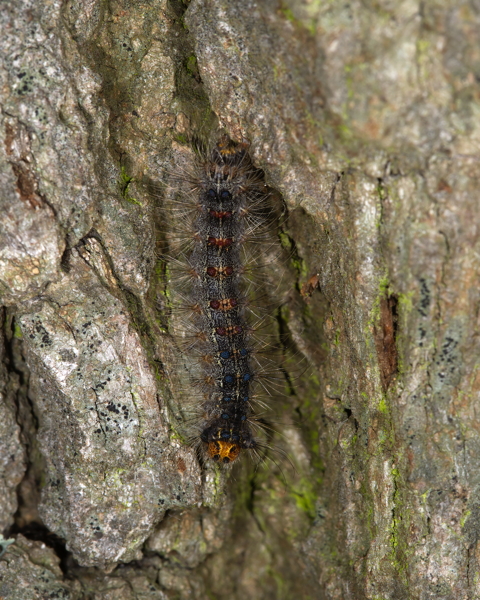 Gypsy Moth Caterpillar