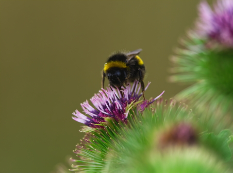 White tail Bumblebee on Burdock