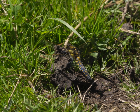 Black Tailed Skimmer