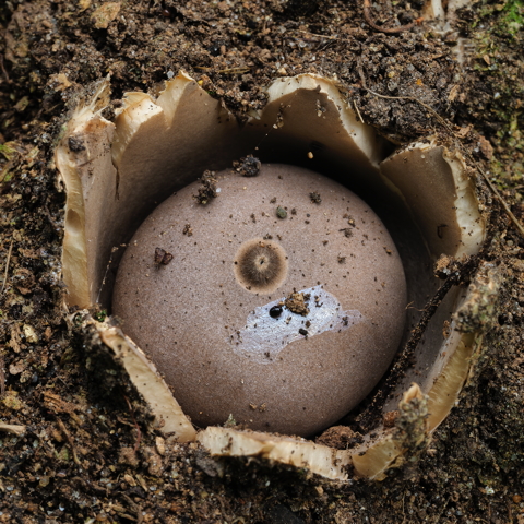 Sessile Earthstar