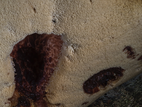 Oak Polypore