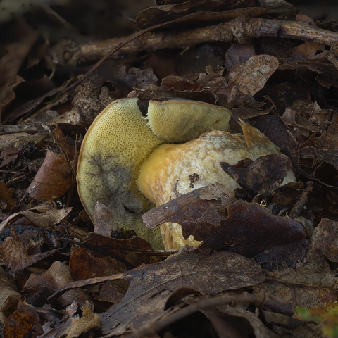 Hortiboletus Engelii