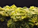Yellow Scale Lichen