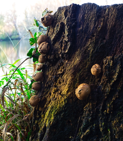 Scaly Earthball On Tree