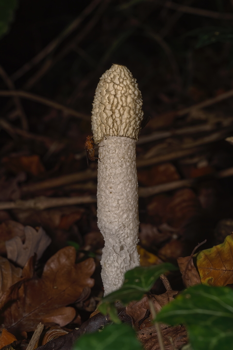 Stinkhorn