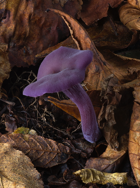 Amethyst Deceiver