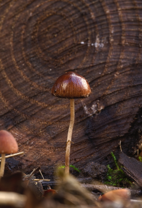 Conical Brittlestem