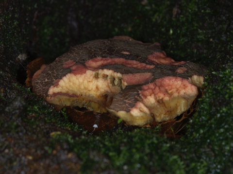 Collared Parachute under Red Cracked Bolete
