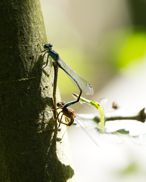 Blue Tail Romance