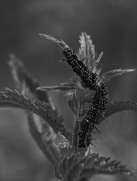 Peacock Caterpillar