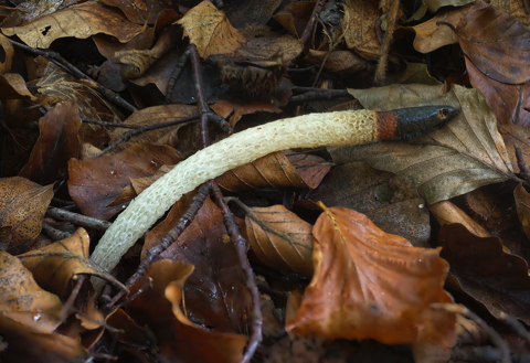 Dog Stinkhorn