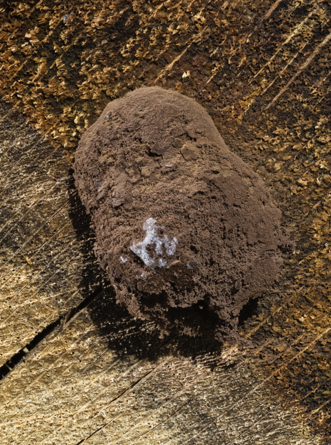 False Puffball Mould