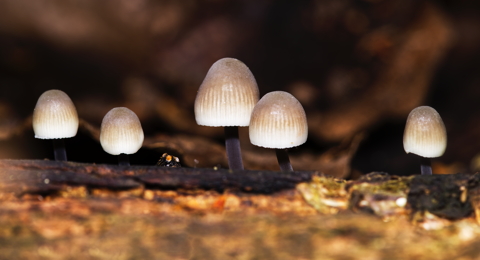 Angels Bonnet