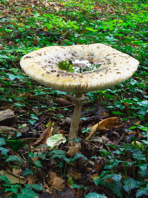 Parasol