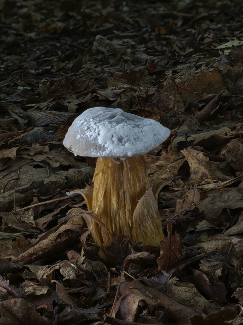 Bitter Beech Bolete