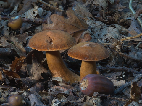 Bronze Bolete